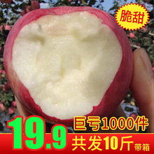 陕西红富士苹果新鲜水果10斤现摘现发当季冰糖心苹果洛川红富士