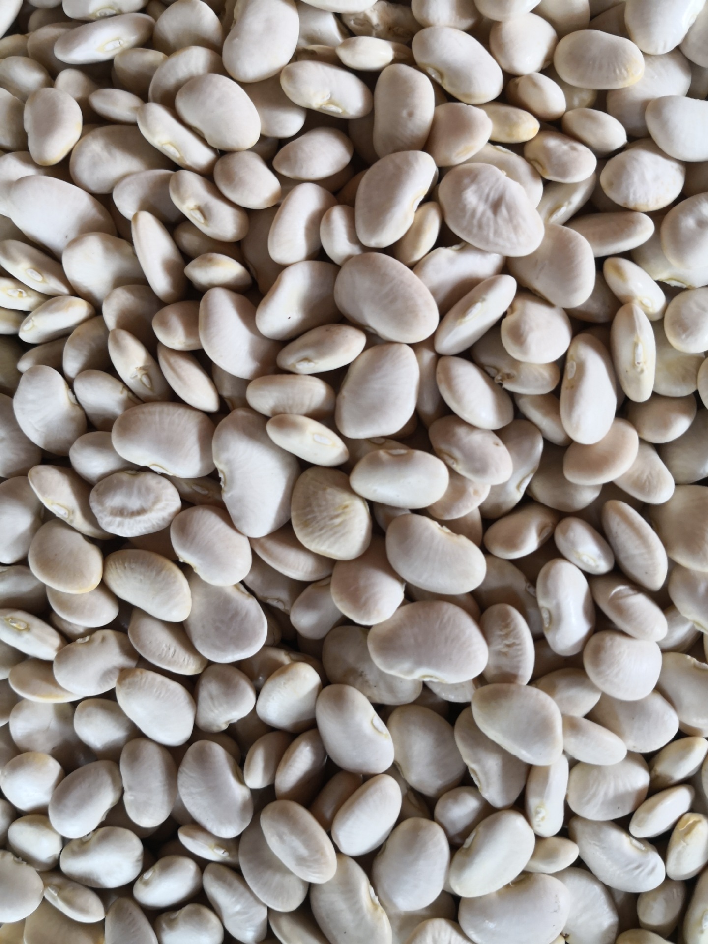 白芸豆 小白芸豆 洋扁豆 白扁豆 南通特产 洋扁豆