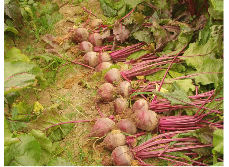 紫菜根种子红甜菜头种籽食用甜菜种子蔬菜榨汁生食水果种孑