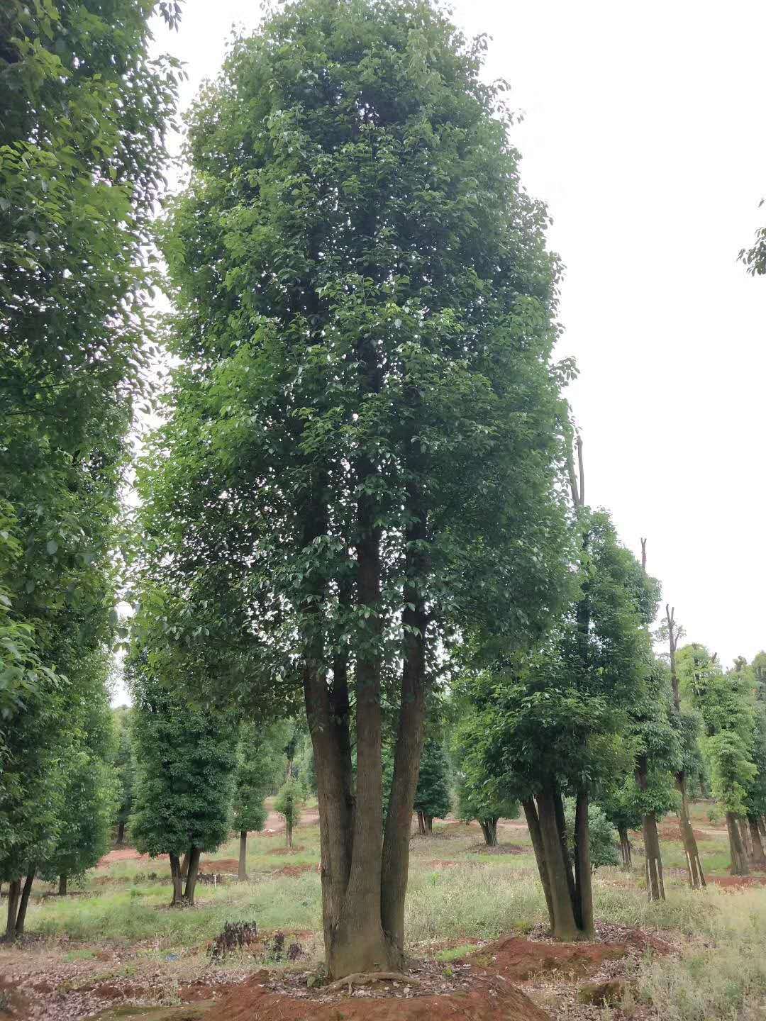 批发多杆香樟树 精品绿化造型规格齐全常绿乔木湖南苗圃基地直销 浏阳