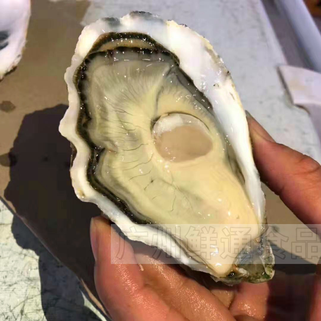 【法国白露生蚝0号】整箱48只 吉娜朵旗下品牌刺身蚝西餐厅寿司