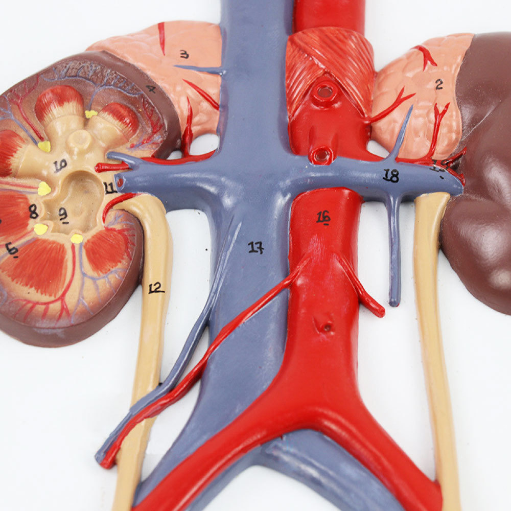 人体泌尿系统模型输尿管膀胱尿道模型肾解剖模型医学泌尿系统外科