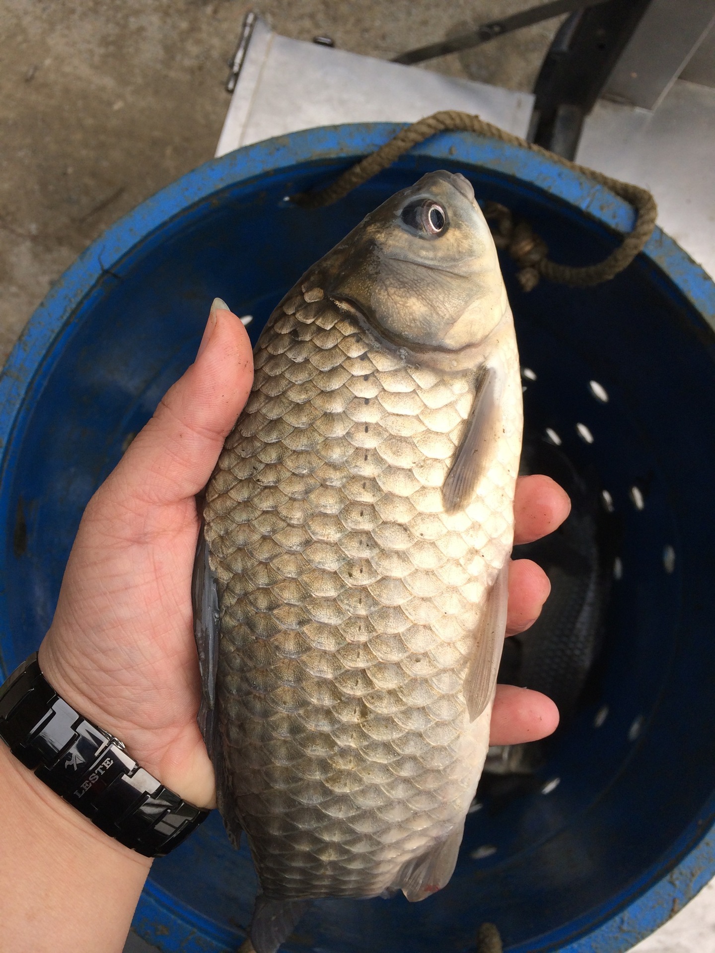 鱼苗批发 鲫鱼苗中科3号鲫鱼苗湘云鲫鱼水产养殖淡水活体鱼苗