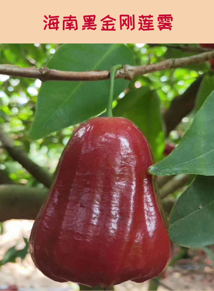 海南黑金刚莲雾中果3/4/5斤当季新鲜现摘现发热带水果空运黑珍珠