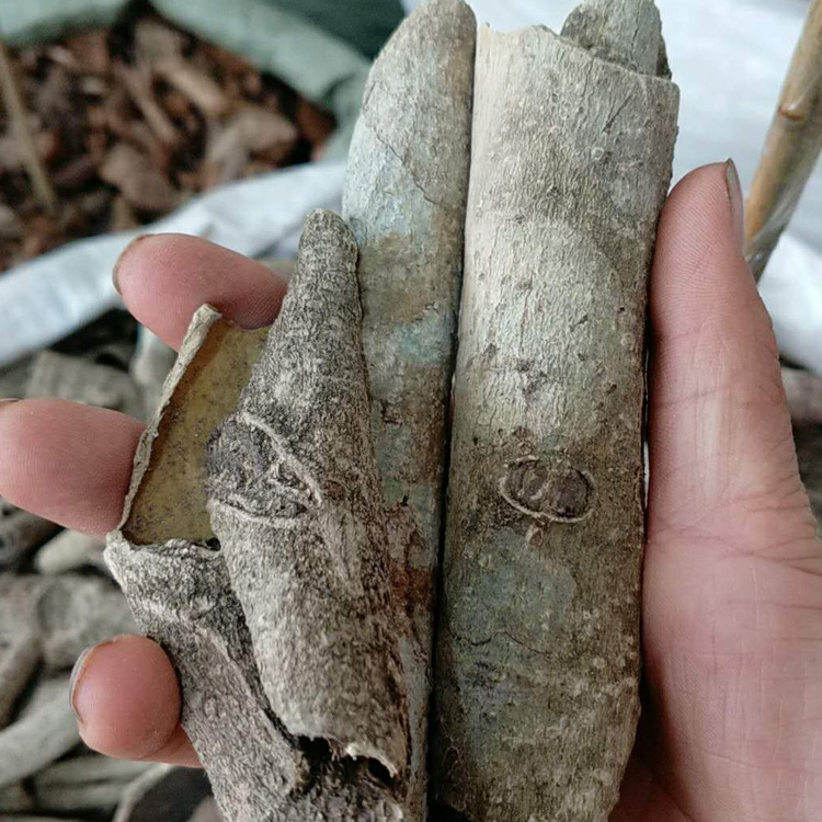 中草堂 一斤装 救必应 龙胆木皮 九层皮 免费打粉