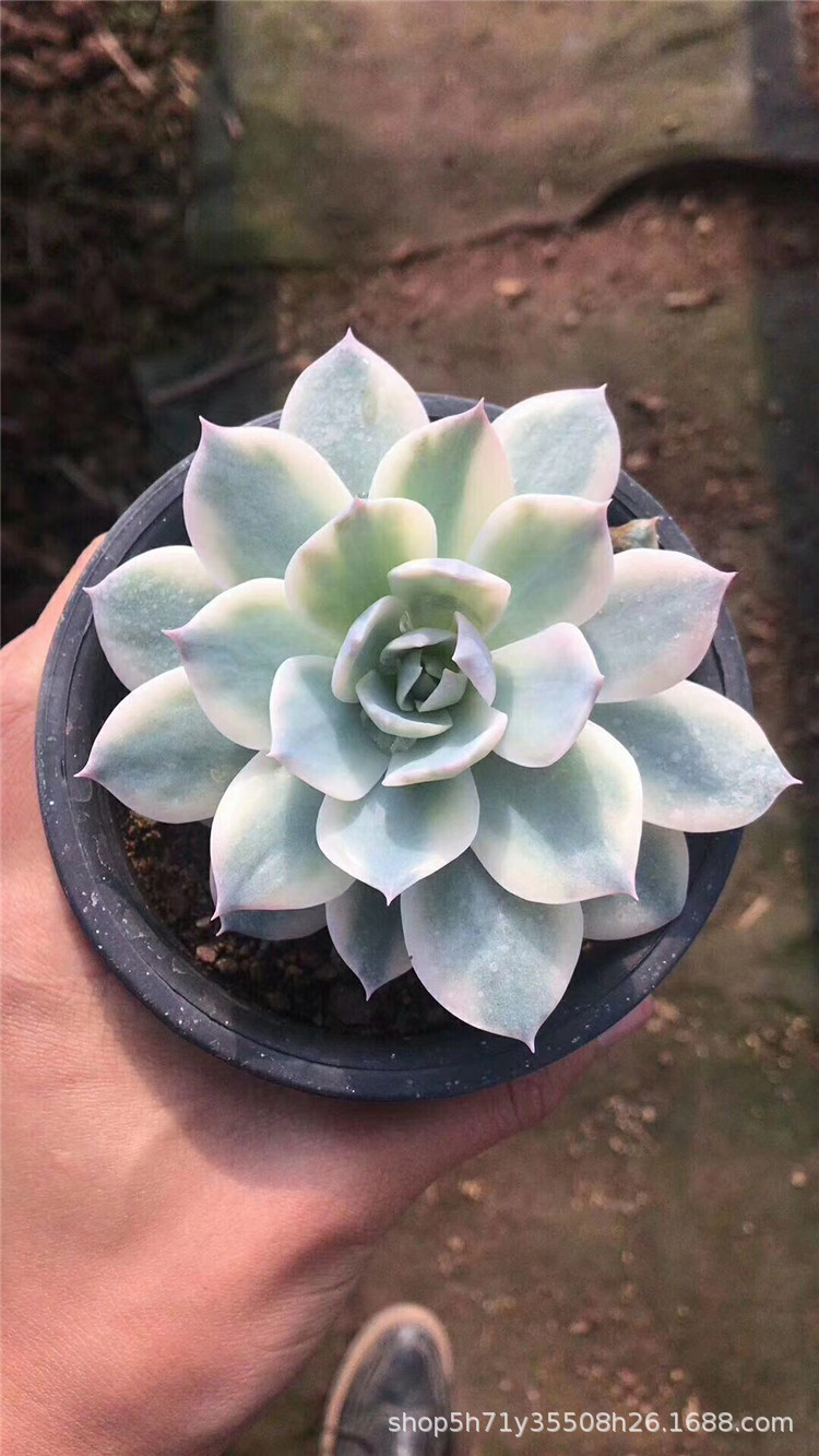 001多肉品种大棚批发 皮氏锦大单头盆10cm多肉植物状态实拍