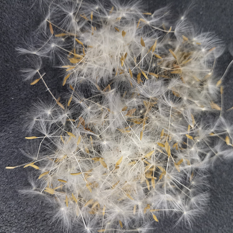 2021蒲公英干花种子婆婆丁毛毛森系填充项链玻璃球配件饰品配件