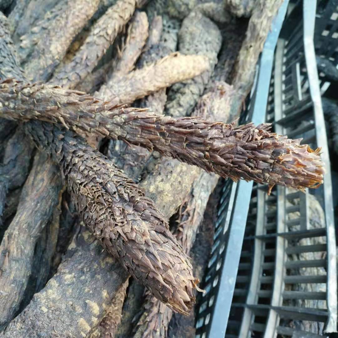 新货新疆大芸肉苁蓉 管花油苁蓉配锁阳 软硬大云片沙漠人参泡酒