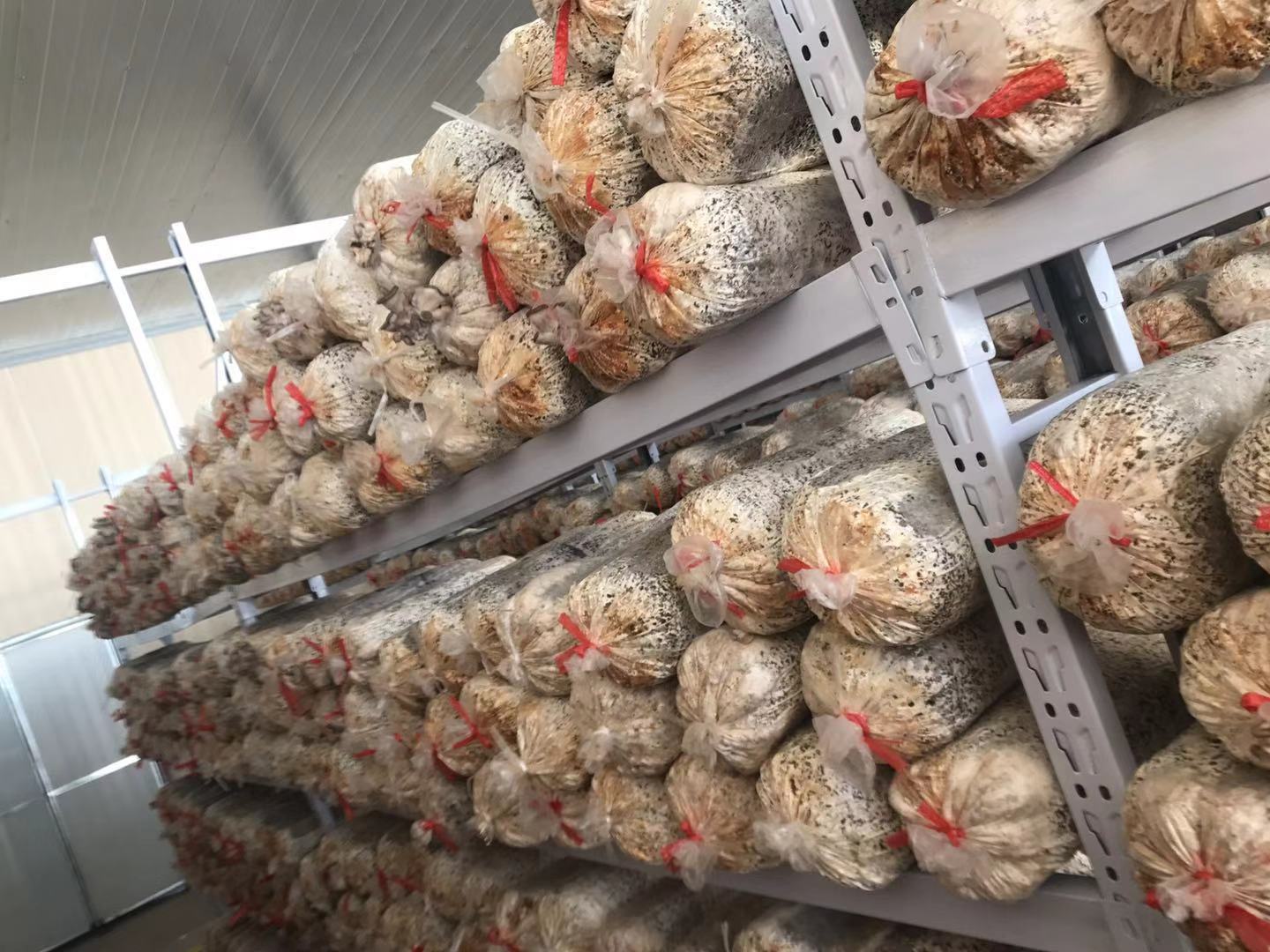 滨州养殖蘑菇网片出菇架蘑菇养菌层架出菇架