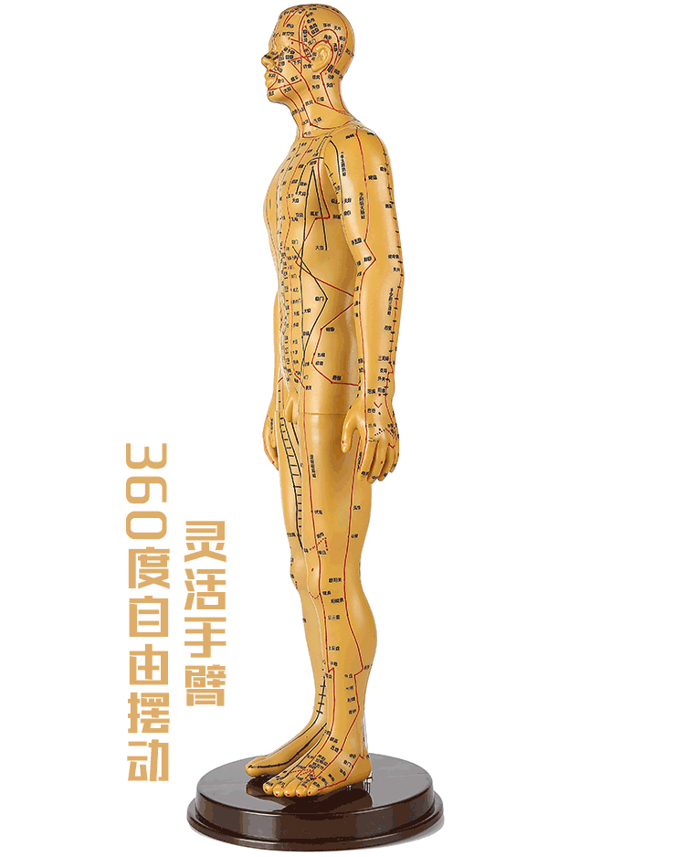 铜色软款针灸模型(男女可选)人体针灸经络穴位中医全身十二铜人