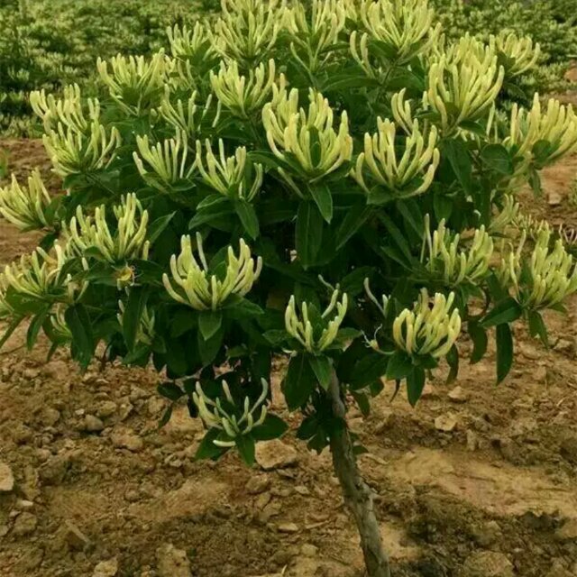 山东直销四季金银花大树红色金银花树北花一号金银花树