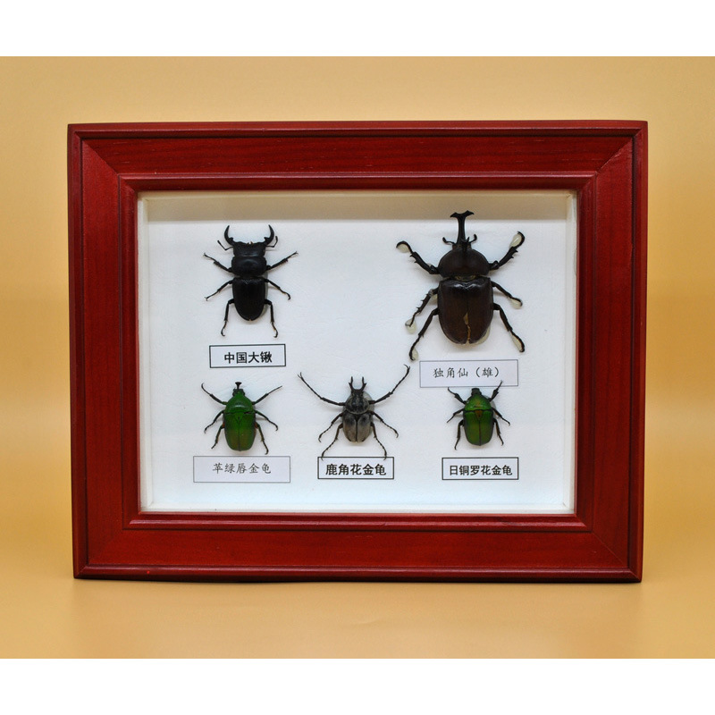 标本相框昆虫