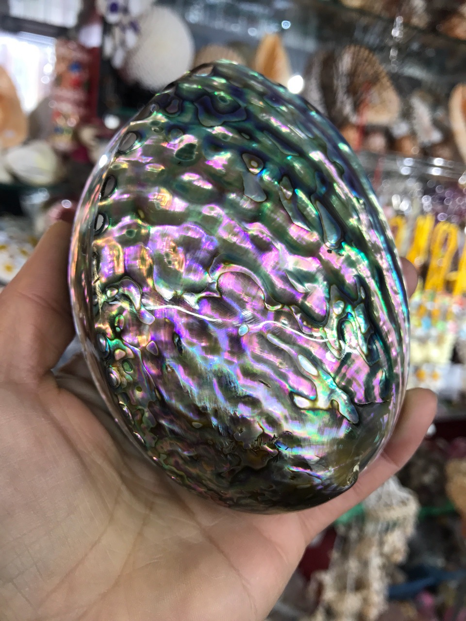 新西兰原产10-12厘米炫彩光泽鲍鱼贝 天然贝壳批发 蓝色鲍鱼壳