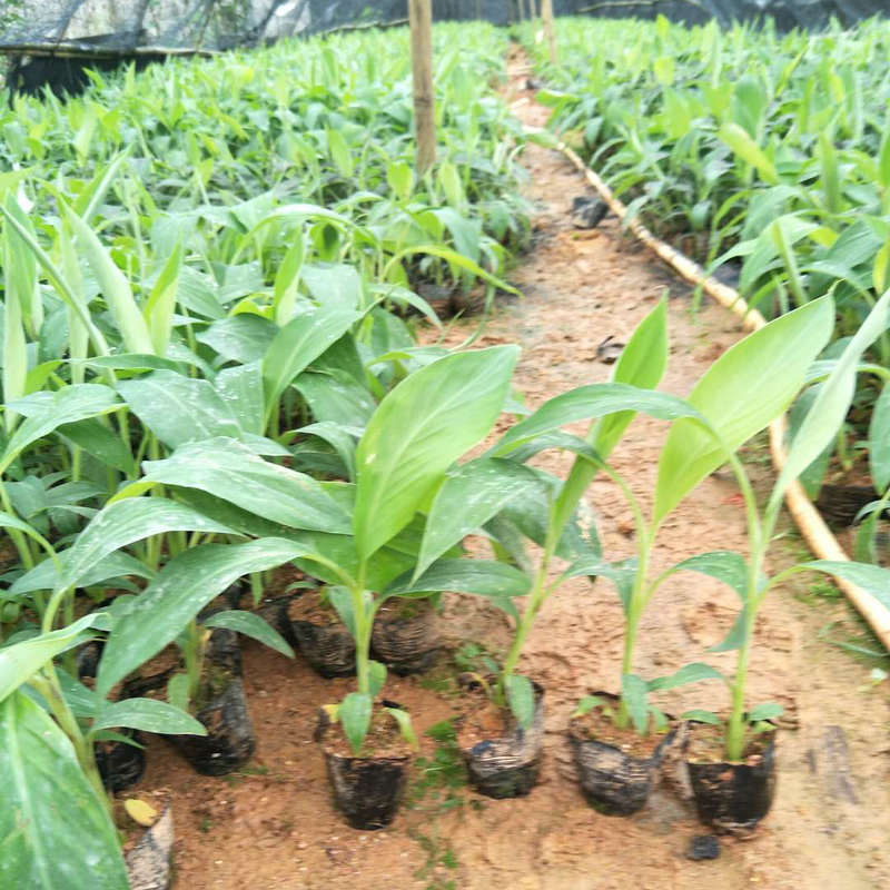 香蕉粉蕉树苗 多品种香蕉树苗 粉香蕉种苗批发