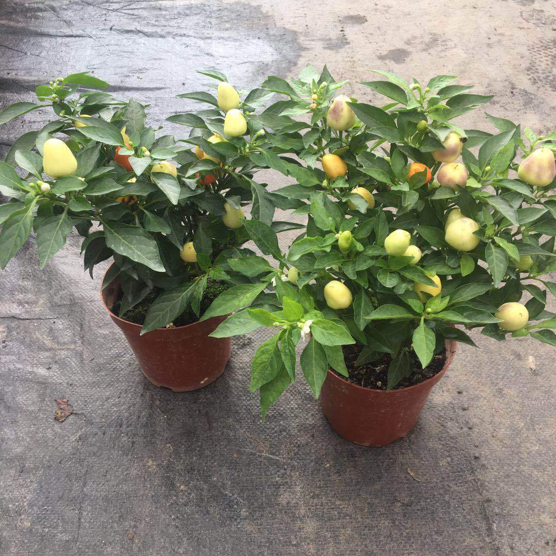 【基地直销】家庭院阳台盆栽辣椒苗 变色椒 五彩椒苗(140)彩椒