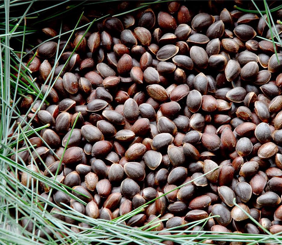 华山松种子包邮白松五须松果松青松五叶松食用松树籽绿化松树种子