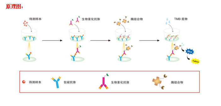 elisa原理示意图图片