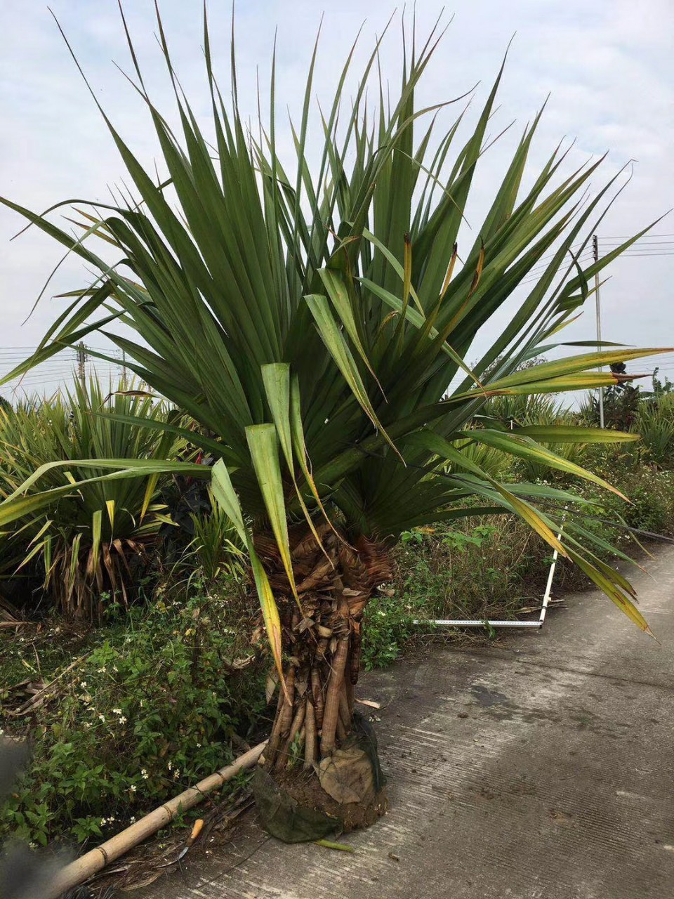 906供应 红刺林投 1.5-2.5米高袋苗 露兜树 热带植