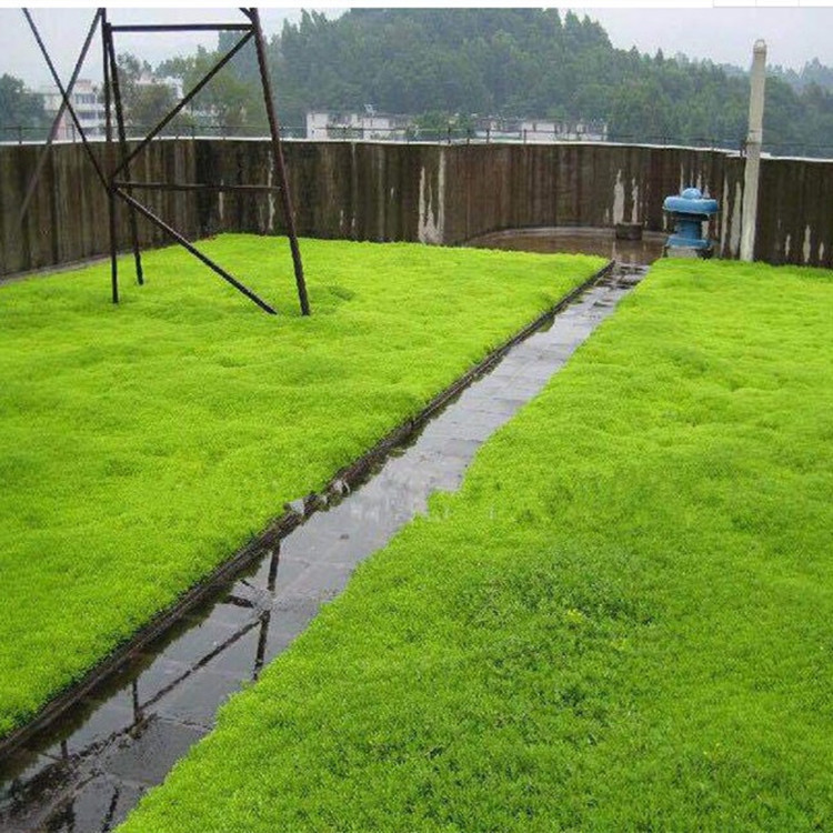 绿植墙造价-北京生态屋顶绿化造价