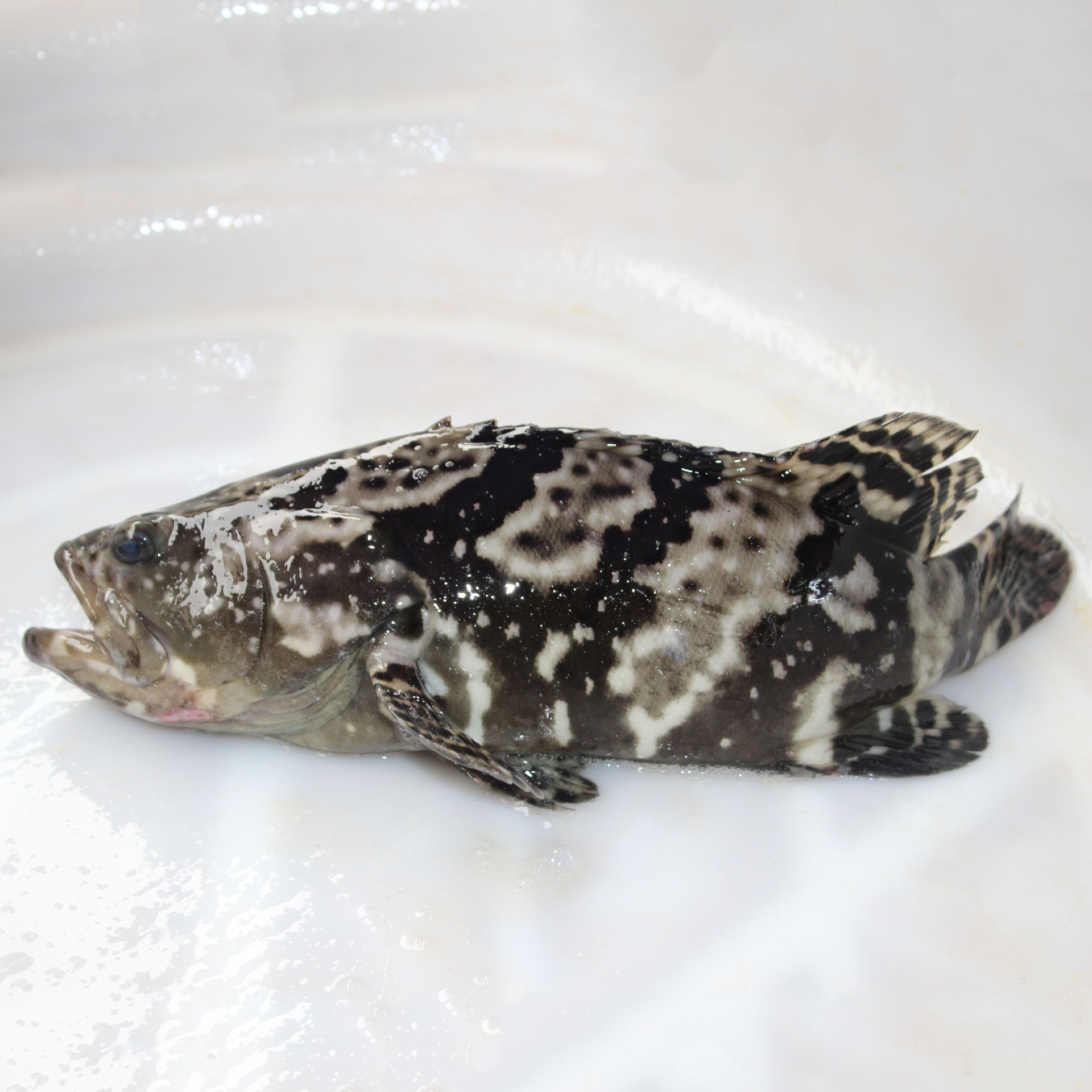 批发福建新鲜活石斑鱼 鲜活餐厅家用食材鲜活石斑鱼龙胆