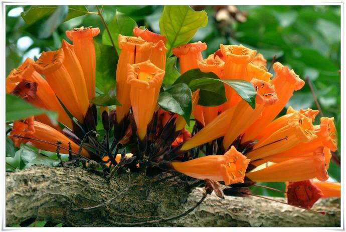 907供应 火烧花 金佛花 10-30cm袋苗 假植苗 开花乔木