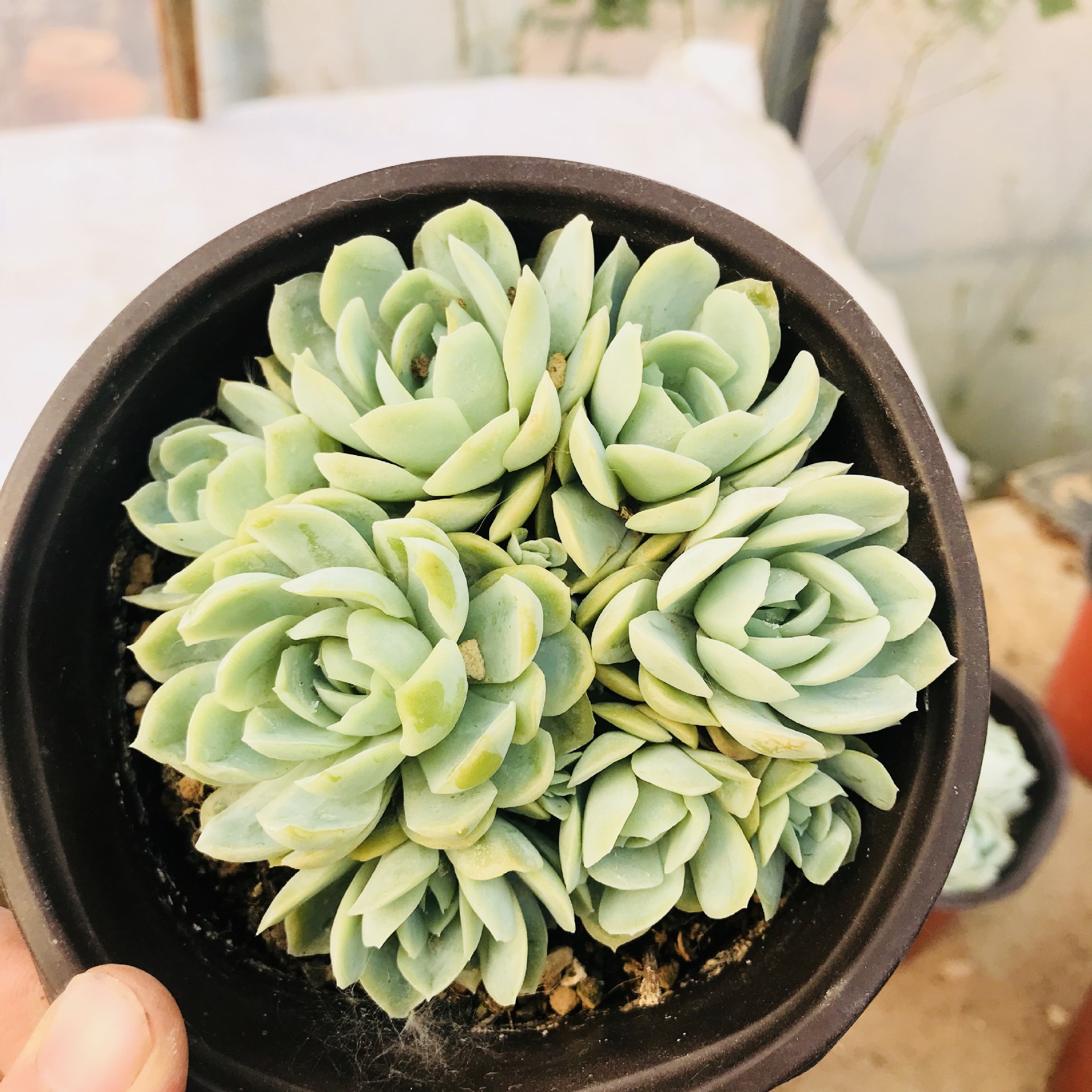 大棚销售双子贝瑞多肉植物群生多头奶油贝瑞盆栽办公室课桌多肉