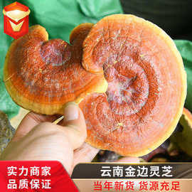 现货批发金边灵芝 紫灵芝新货金边灵芝灵芝片 一件代发