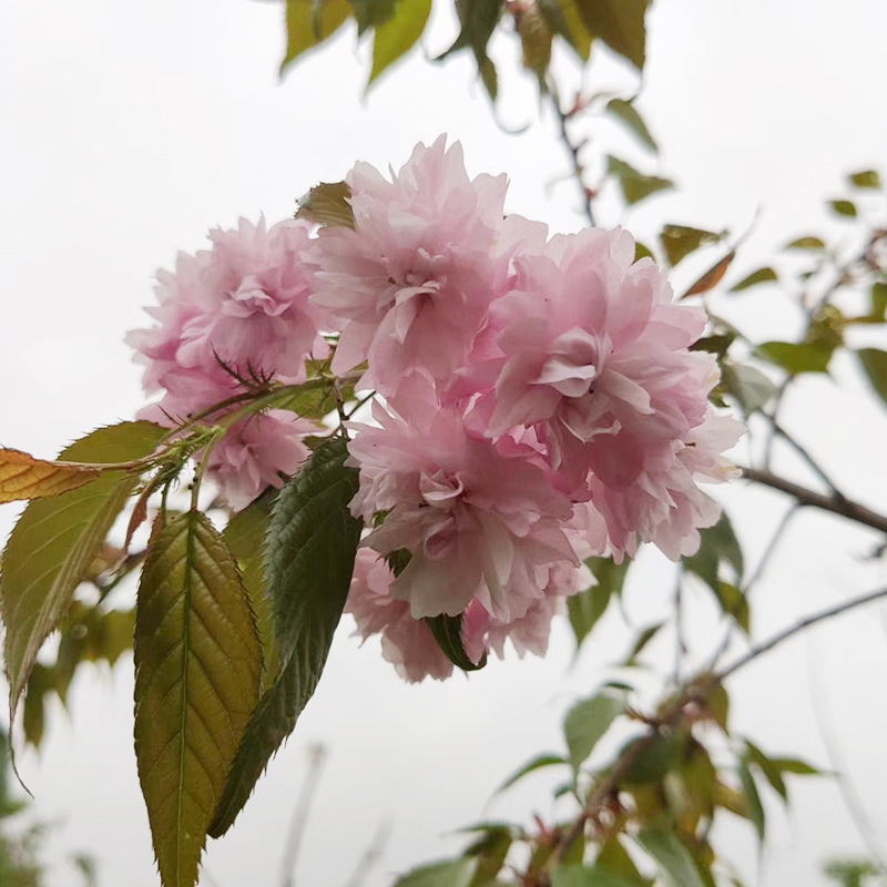山东菊枝垂樱花小苗产地直供多规格1-10公分菊枝垂的价格行情报价