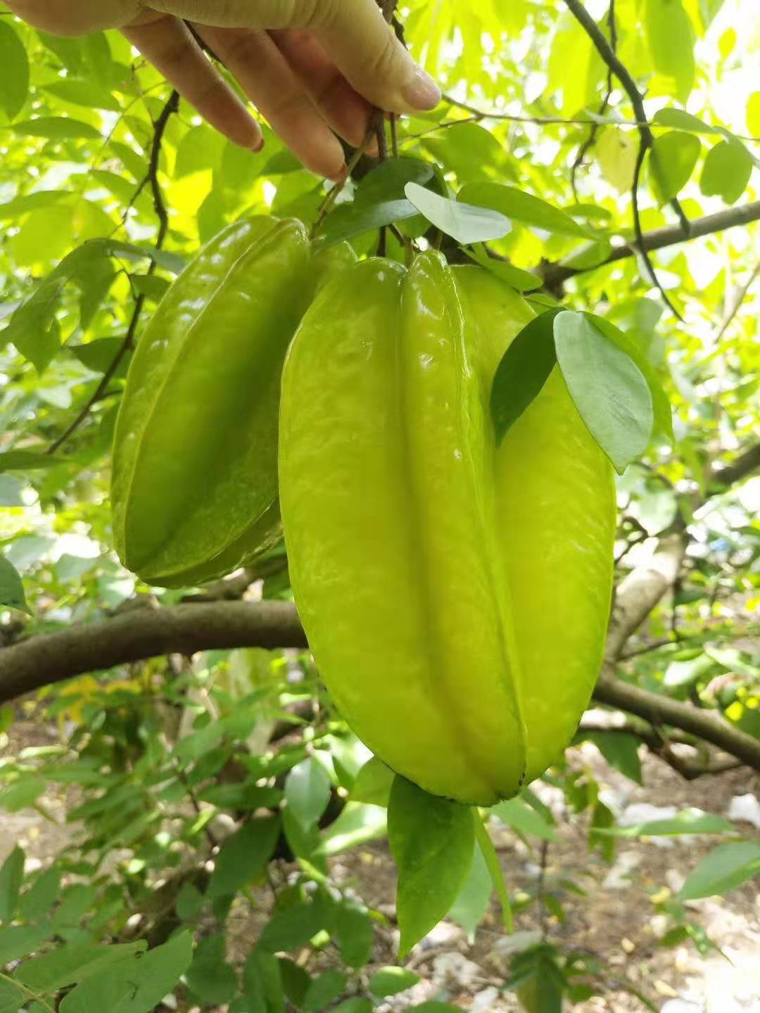 福建漳州甜杨桃5斤装 当季新鲜孕妇水果批发包邮 下河甜洋桃