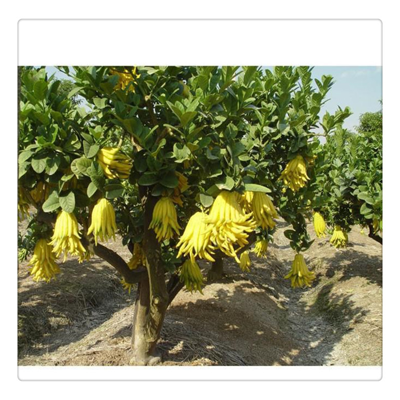 果树苗 盆栽佛手苗 金佛手苗 佛手柑苗 清热去火 量大可包邮