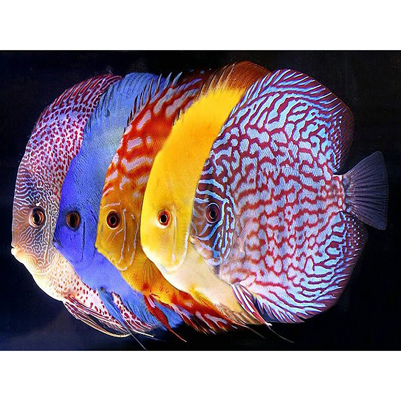 厂家批发新款满钻钻石画 观赏鱼 简约卧室客厅2019点贴钻十字绣