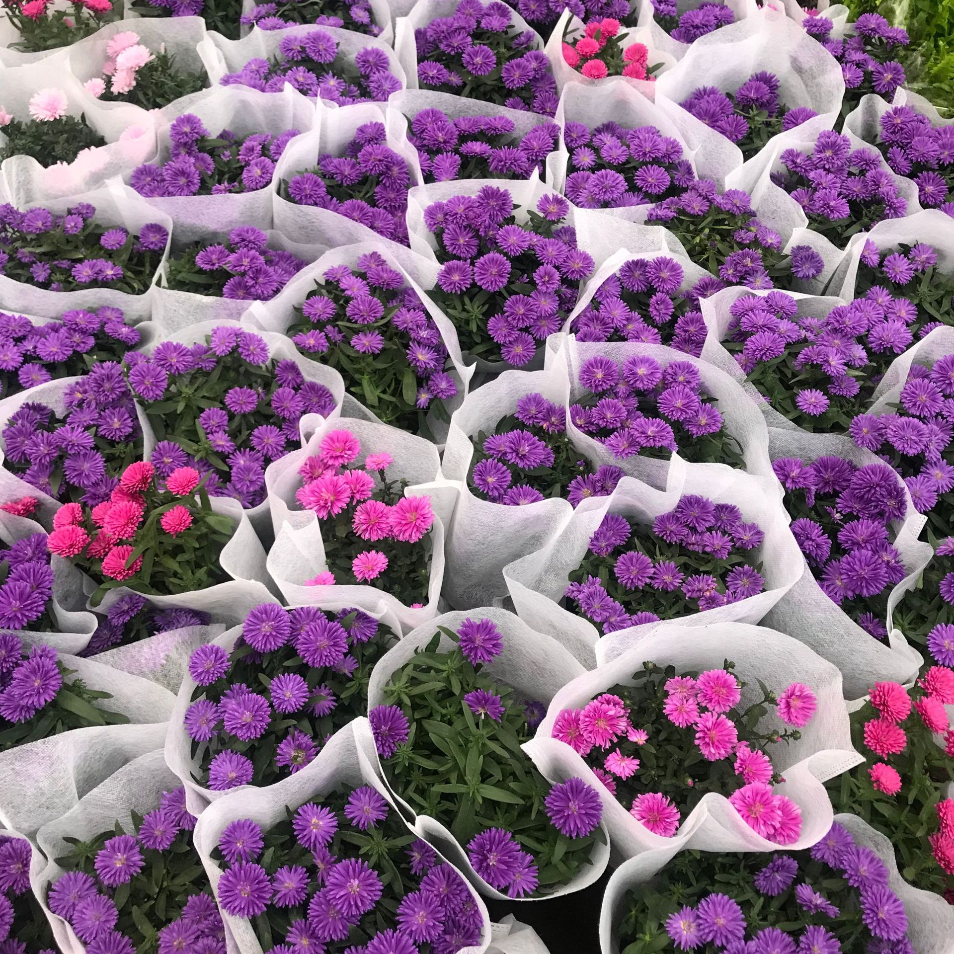 大棚直销翠菊盆栽 室内外阳台观赏菊花 四季易养易种花卉植物翠菊