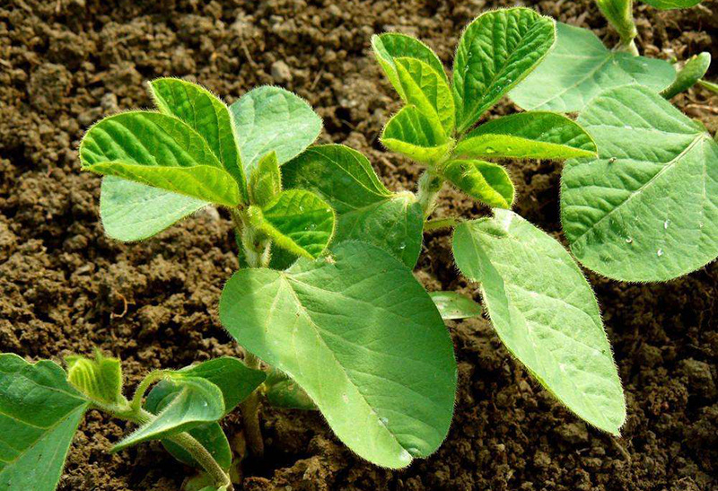 阳台上也可以种毛豆