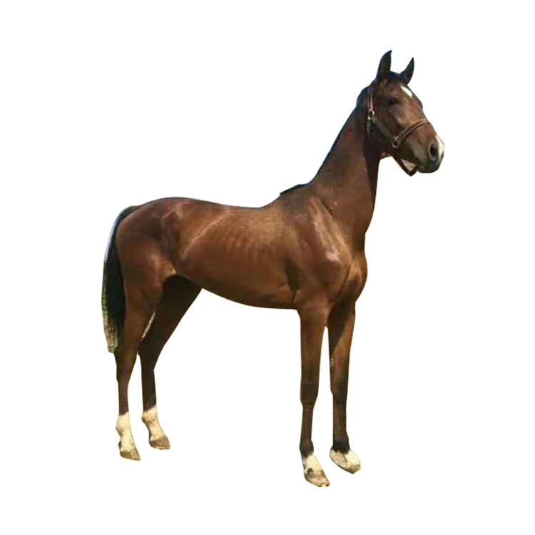 浙江哪里有马术俱乐部 菊花青马匹价格 养马场