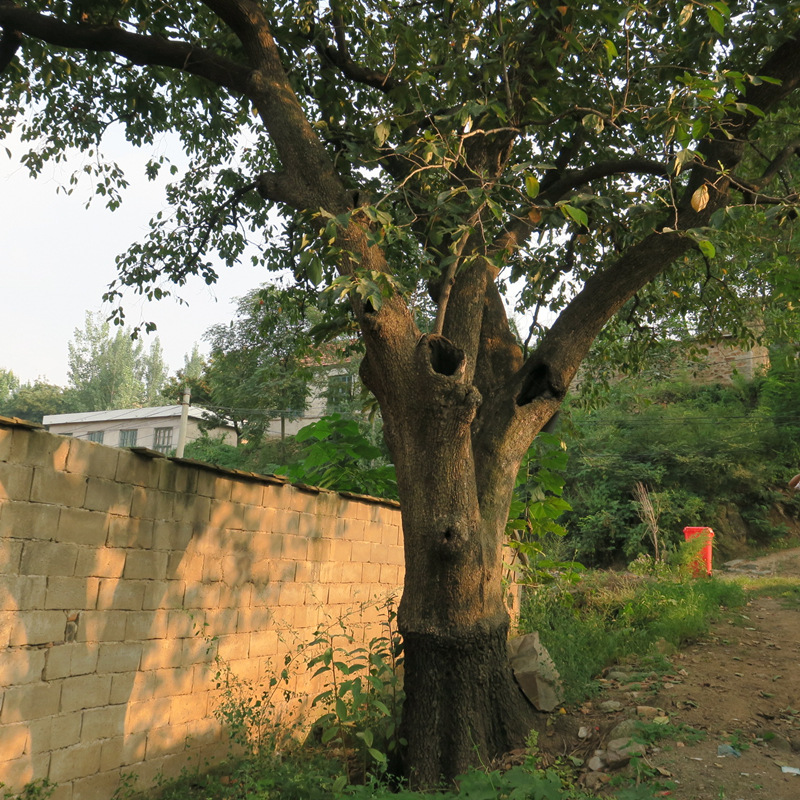 供应大柿子树造型独特老柿树绿化老柿树移栽移植柿子树基地