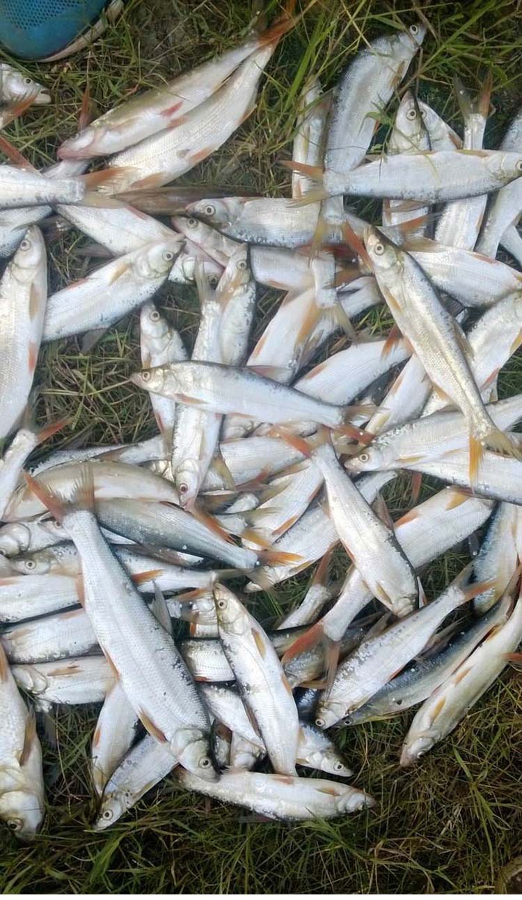 黄尾开口诱钓鱼小药野钓红尾鲴鱼饵料添加剂窝料配方渔具垂钓用品