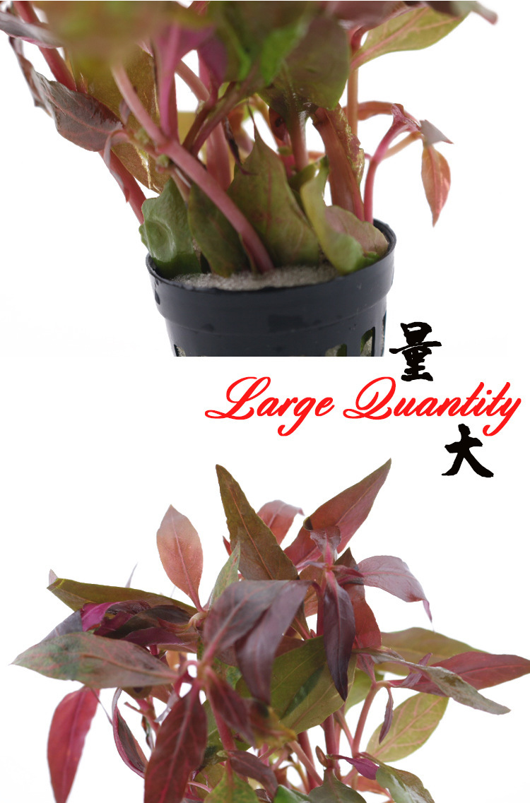 豹纹血心兰活体真水草厂家有茎类观赏后景草批发光合水草