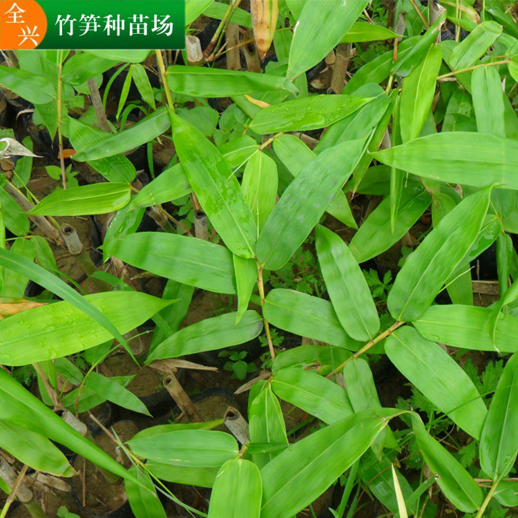全兴竹笋种苗场基地直供麻竹苗 量大优惠 欢迎客户咨询