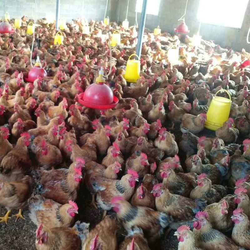 红玉380鸡苗 红玉鸡苗混合山东畜牧业龙头企业 专业孵化红玉鸡