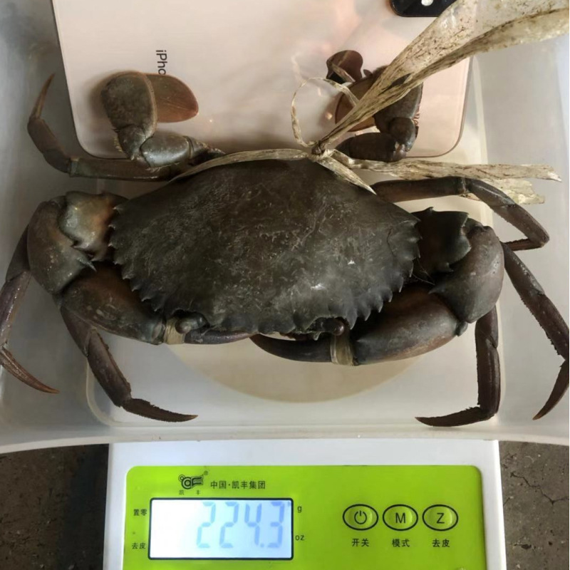 鲜活缅甸孟加拉红膏蟹现货螃蟹胖哥俩肉蟹煲专用2.5-3.5两/只6只