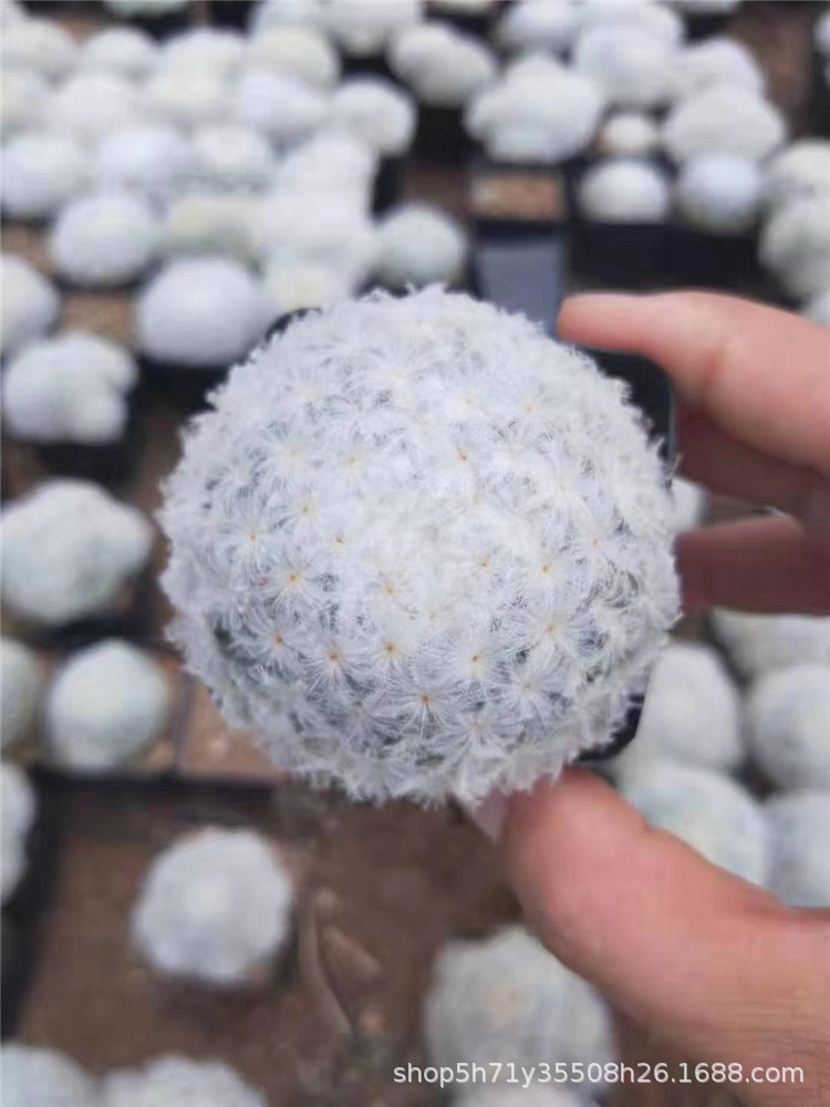 171多肉植物大棚批发 白星 紫皮牡丹单头实生多肉品种