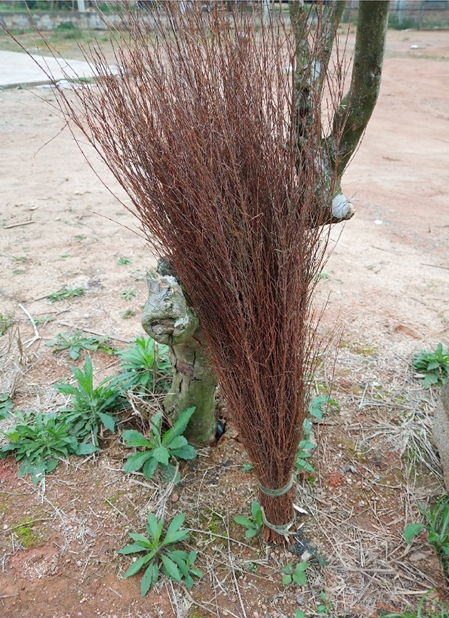 厂家直销传统手艺扫把山地扫把户外扫把居家酒店扫地神器长柄扫把