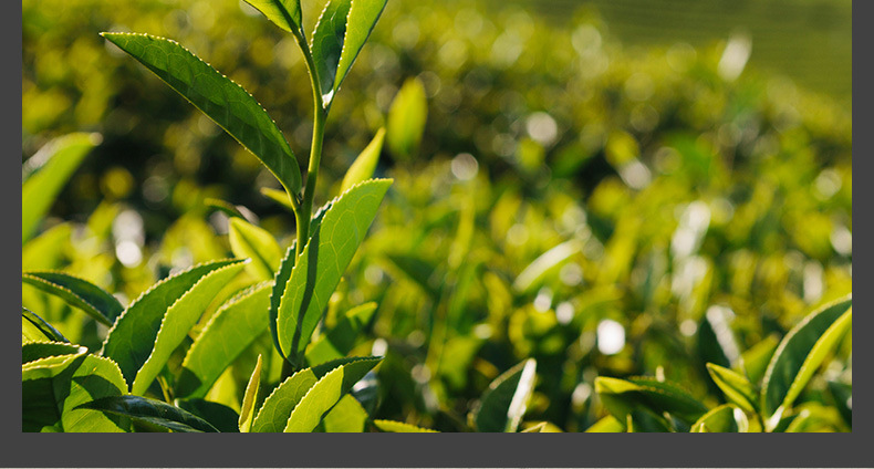 弥陀岩奇兰大红袍茶叶散装批发武夷岩茶炭焙乌龙茶泡袋铁罐礼盒装
