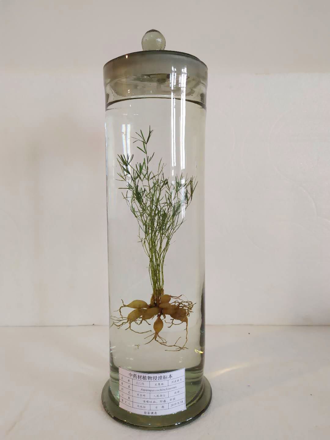 中草药植物浸制标本 教学标本 植物浸制标本 价格优惠