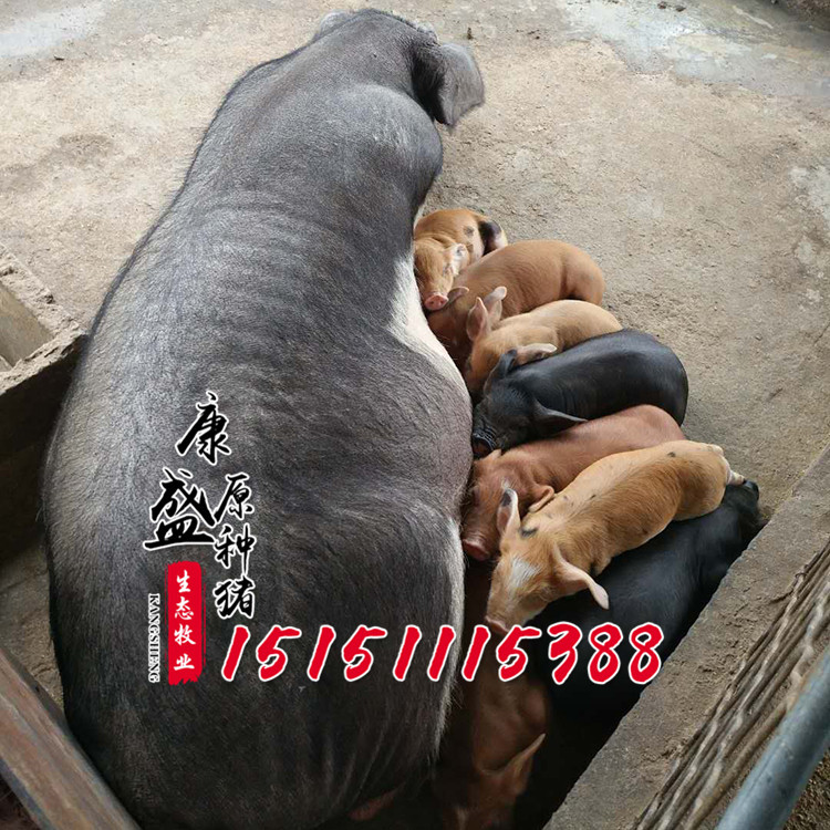 仔猪猪苗批发 供应皮梅母猪 大白母猪 台系杜洛克猪仔 价格从优