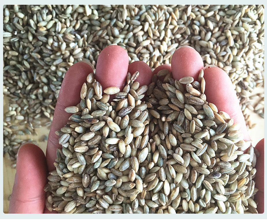 低温烘焙青稞 熟青稞米 磨粉 现磨豆浆 原料 五谷杂粮 批发