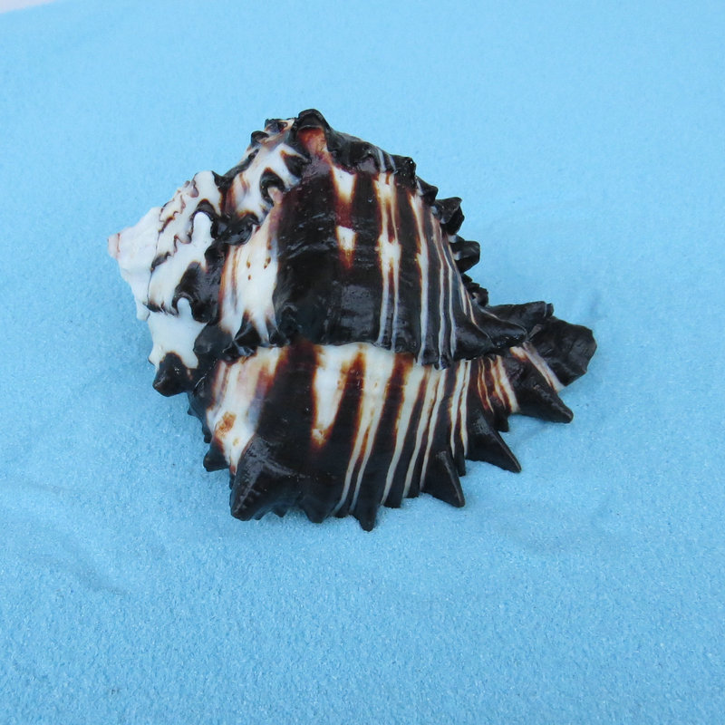 厂家供应美国黑骨螺 千手海螺鱼缸装饰 自然海螺贝壳收藏