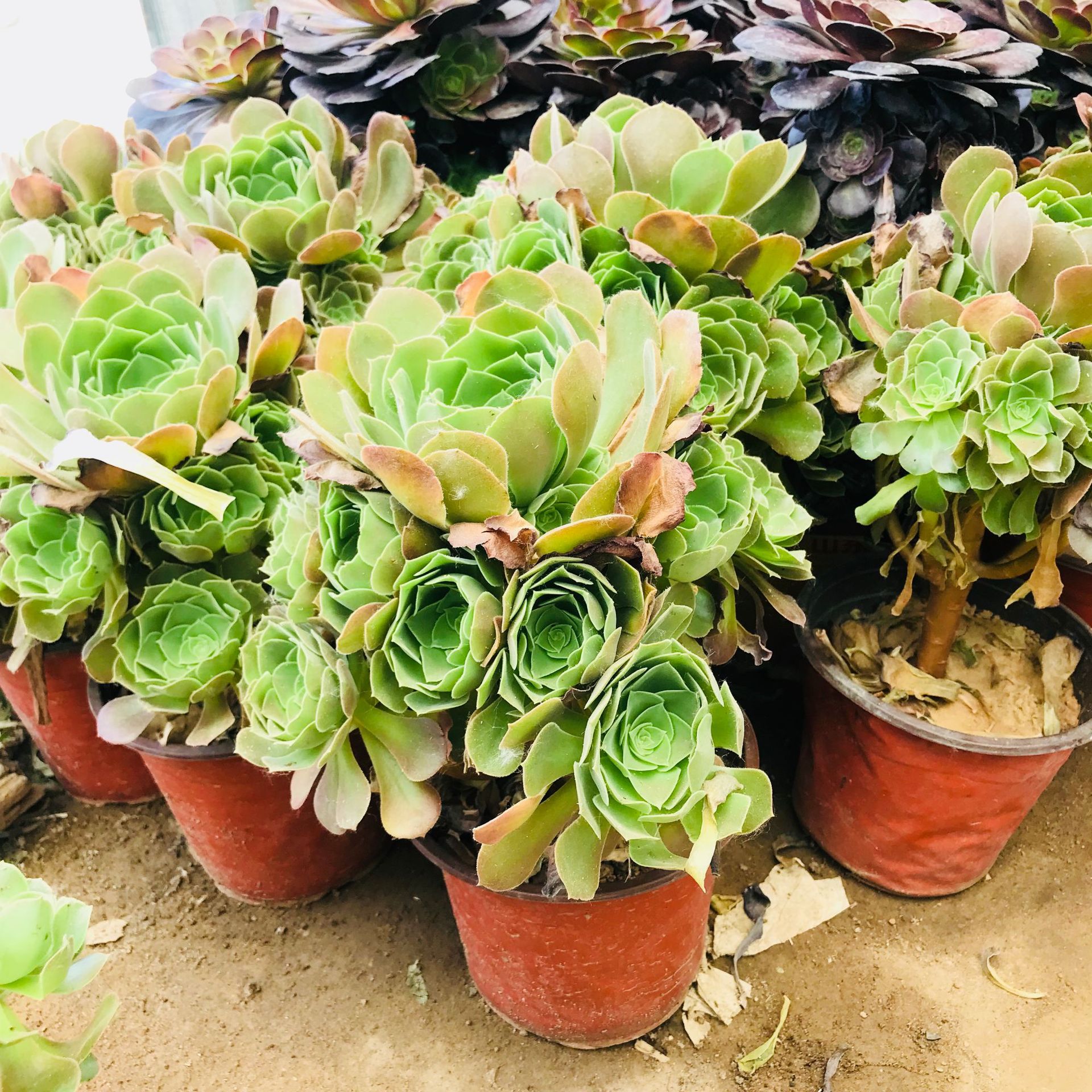 多肉植物韶羞法师 荷兰玫瑰多头老桩室内阳台花卉绿植 手捧花韶羞