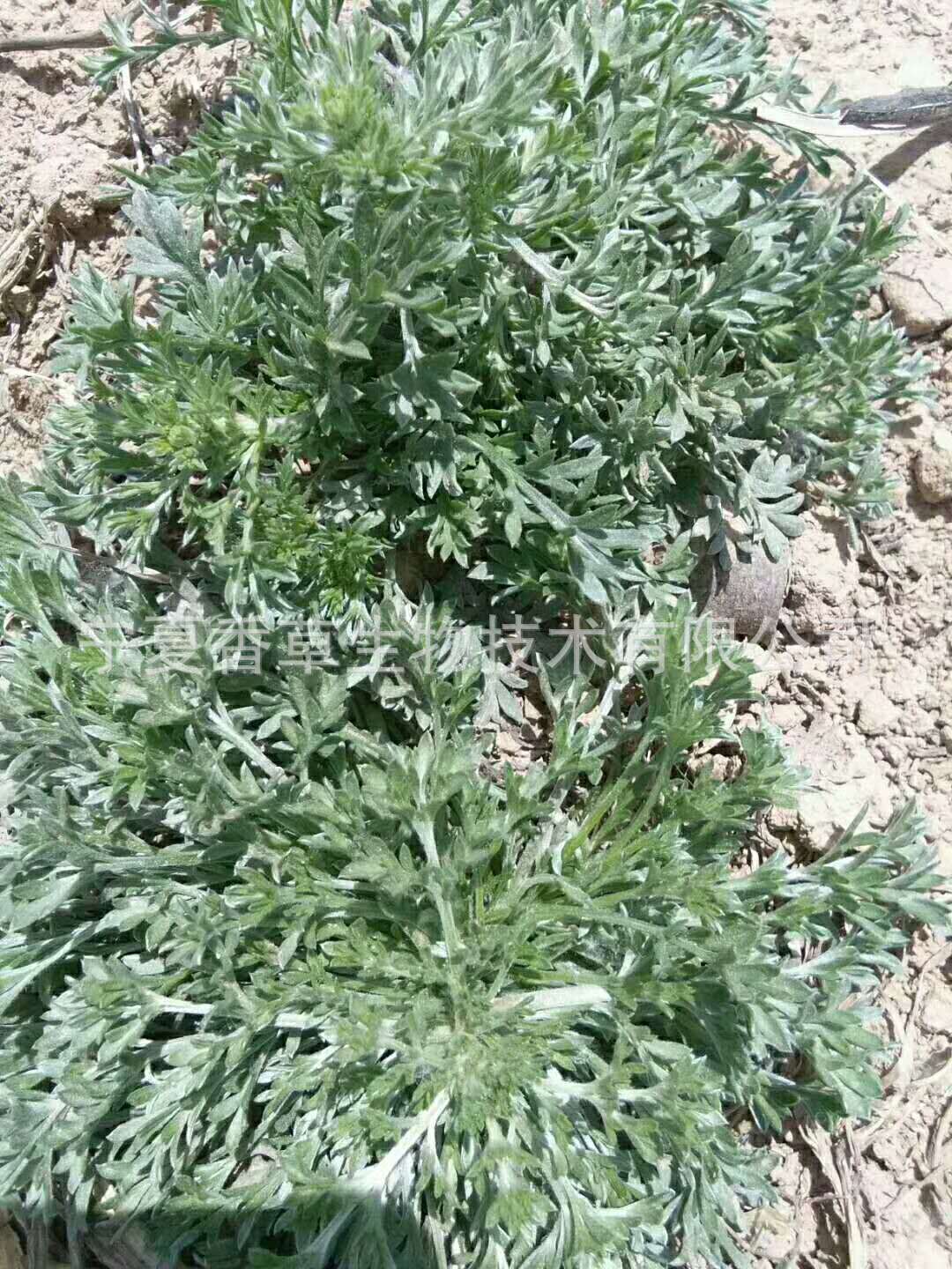 食品添加剂 抗氧化剂 其他抗氧化剂 详情宁夏茵陈 黄蒿  茵陈 白蒿