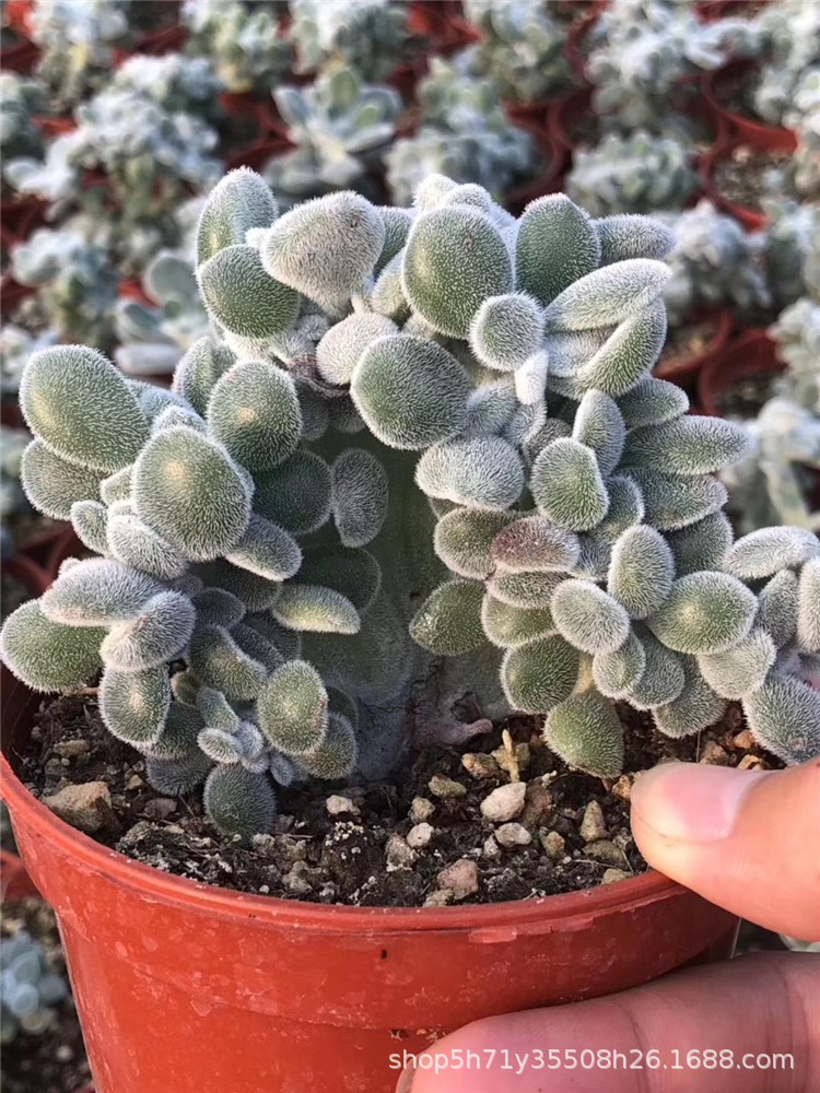 065精品大棚批发多肉植物 雪晃星缀化盆12cm多肉珍稀品种裸根限量